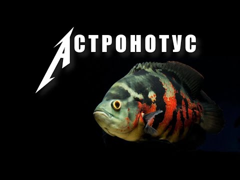 Астронотусы: какими бывают и как их содержать? астронотус аквариумная рыбка. Астронотус аквариумная рыбка. 7