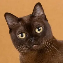 Бурманская кошка. Бурманская кошка описание породы и характера. 7