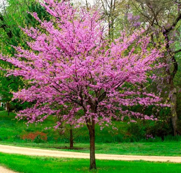 Иудино дерево: описание и выращивание иудино дерево фото. Иудино дерево фото. 1