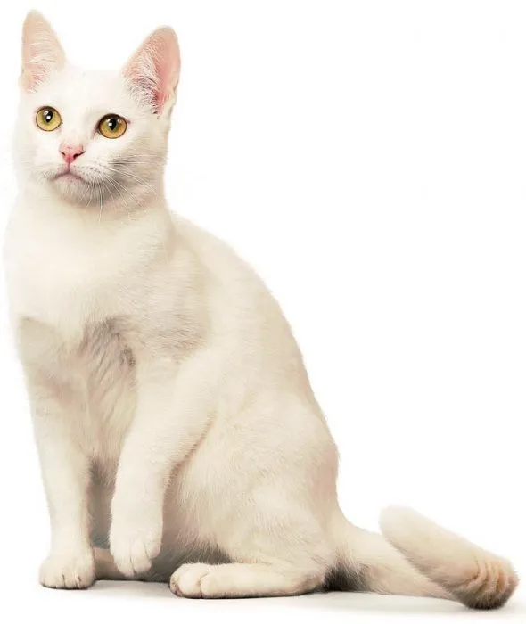 Као-Мани: описание породы кошек, стандарты, содержание дома. Као мани кошка. 7