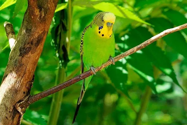 Красочный радужный волнистый попугай. Радужный волнистый попугай. 6