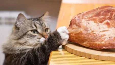Можно ли кота кормить сырым мясом и какие существуют ограничения. Можно ли кормить кошку сырым мясом. 2