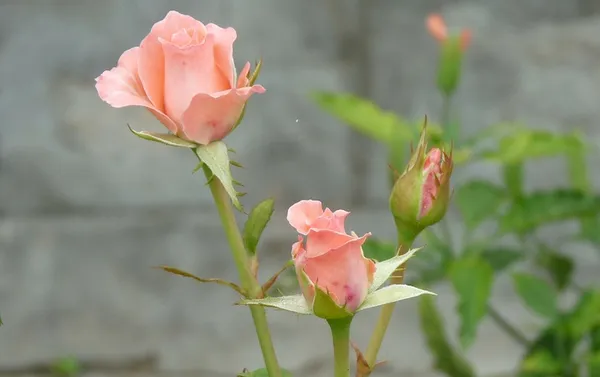 Подкормка роз для пышного цветения в июне и июле: лучшие препараты. Чем подкормить розы в июне. 18