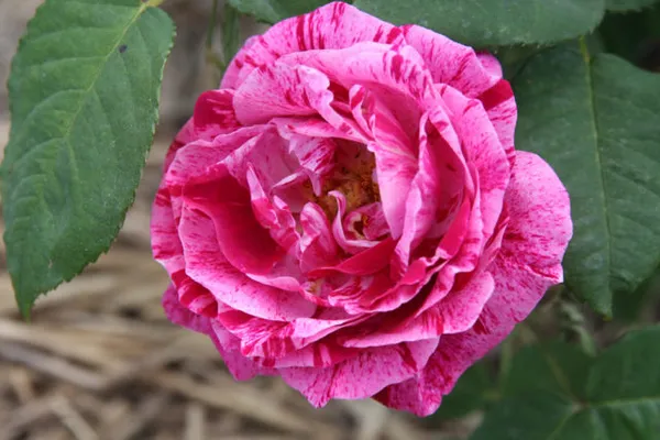 Плетистая парково-кустовая роза Ferdinand Pichard (Фердинанд Пичард): описание, фото, отзывы. Роза фердинанд пичард. 14