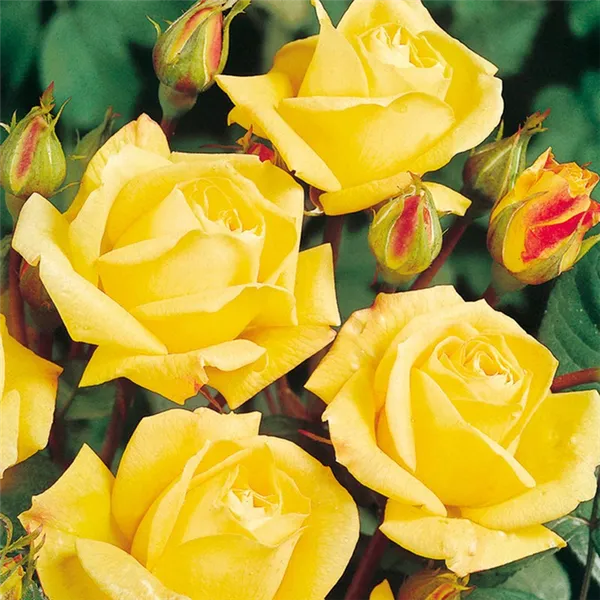 Стоит ли сажать розу Артур Белл – плюсы и минусы сорта. Роза флорибунда артур белл. 12