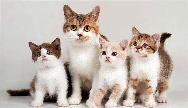 Выбираем кличку для кота или кошки: список красивых, легких, современных и необычных имен. Клички для кошек. 5