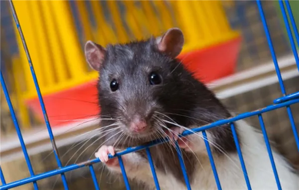 Выбор и обустройство клетки для домашней крысы. Клетка для крыс. 3