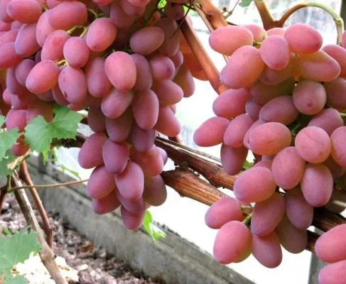 Гелиос — виноград, которому покровительствует Солнце. Чем нравится Гелиос любителям винограда. Виноград гелиос описание сорта. 6